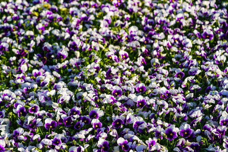Purple flower bed with blooming decorative flowers lit by sun. Landscaping.の写真素材