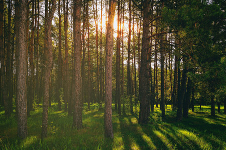 Sunset or dawn in a pine forest in spring or early summer. The sun among the trunks of pines. Aesthetics of vintage film.の写真素材