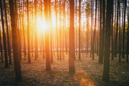 Sunbeams illuminating the trunks of pine trees at sunset or sunrise in an autumn or early winter pine forest. Aesthetics of vintage film.の写真素材