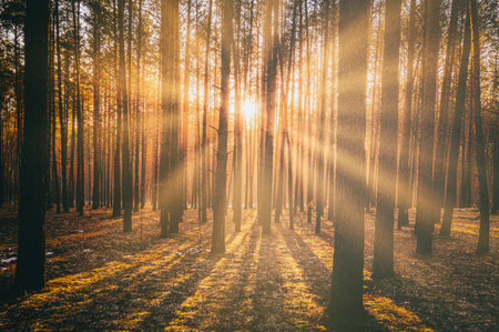 Sunbeams illuminating the trunks of pine trees at sunset or sunrise in an autumn or early winter pine forest. Aesthetics of vintage film.の写真素材