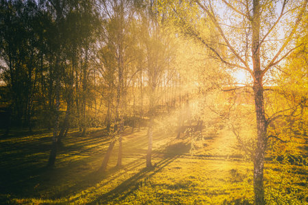 Sunset or sunrise in a spring birch forest with bright young foliage glowing in the rays of the sun and shadows from trees. vintage film aesthetic.の写真素材