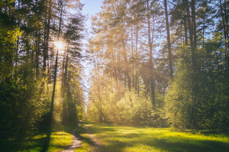 Sunbeams streaming through the pine trees and illuminating the young green foliage on the bushes in the pine forest in springtime. vintage film aesthetic.の写真素材