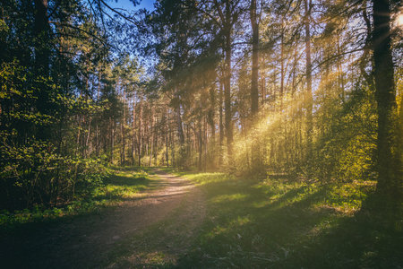 Sunbeams streaming through the pine trees and illuminating the young green foliage on the bushes in the pine forest in springtime. vintage film aesthetic.の写真素材