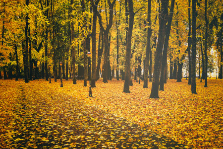 Golden autumn in a city park with trees and fallen yellow leaves on a cloudy day. vintage film aesthetic.の写真素材