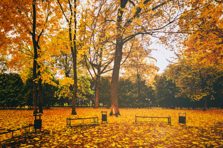 Golden autumn in a city park with trees and fallen yellow leaves on a cloudy day. vintage film aesthetic.の写真素材