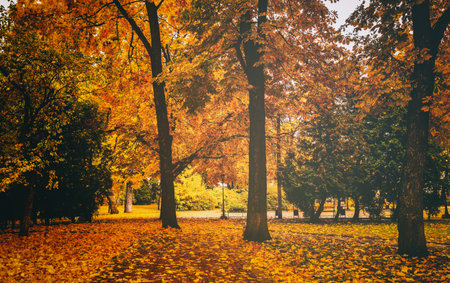 Golden autumn in a city park with trees and fallen yellow leaves on a cloudy day. vintage film aesthetic.の写真素材