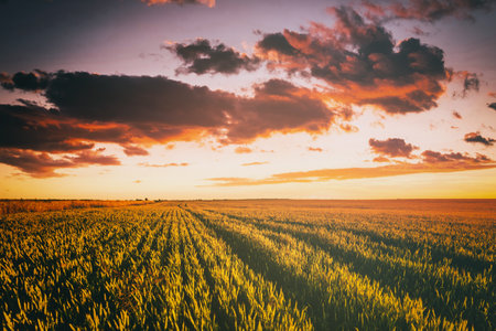 Sunset or dawn in a rye or wheat field with a dramatic cloudy sky during summertime. agricultural fields. Aesthetics of vintage film.の写真素材