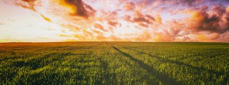Sunset or dawn in a rye or wheat field with a dramatic cloudy sky during summertime. agricultural...