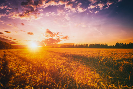 Sunset or dawn in a rye or wheat field with a dramatic cloudy sky during summertime. agricultural fields. Aesthetics of vintage film.の写真素材
