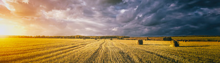 A field of golden haystacks on an autumn day, illuminated by sunlight, with rain clouds in the sky. vintage film aesthetic. Rural landscape. panorama.の写真素材