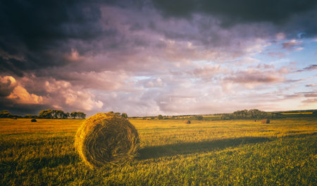 A field with haystacks on a summer or early autumn evening with a cloudy sky in the background. Procurement of animal feed in agriculture. landscape. vintage film aesthetic.の写真素材
