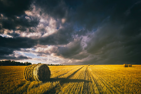 A field of golden haystacks on an autumn day, illuminated by sunlight, with rain clouds in the sky....
