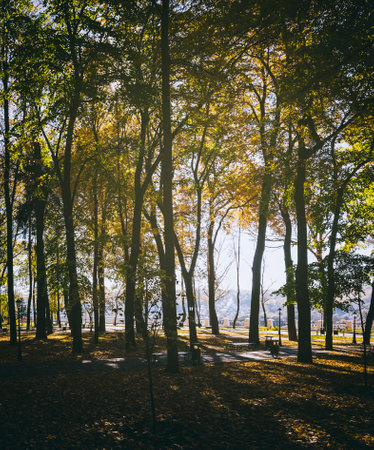 Leaf fall in the city park in golden autumn. Landscape with maples and other trees on a sunny day....