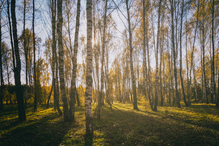 Birch grove with golden leaves in golden autumn, illuminated by the sun at sunset or dawn. Aesthetics of vintage film. Landscape.の写真素材