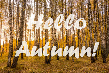 The words Hello Autumn on the background of birch forest with golden leaved. Greeting card. The concept of the beginning of autumn season.の写真素材