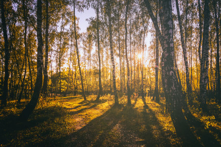 Birch grove with golden leaves in golden autumn, illuminated by the sun at sunset or dawn. Aesthetics of vintage film. Landscape.の写真素材