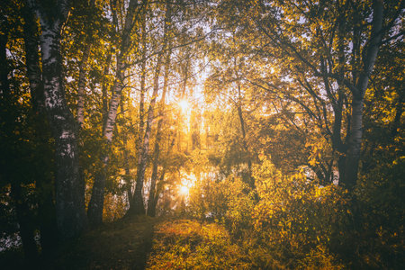 Sunrise near the pond with birches on a sunny autumn morning. Landscape. Vintage film aesthetic.の写真素材