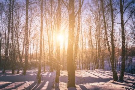 Sunset or sunrise in a birch grove with a winter snow on earth. Rows of birch trunks with the sun's rays passing through them. Vintage film aesthetic.の写真素材