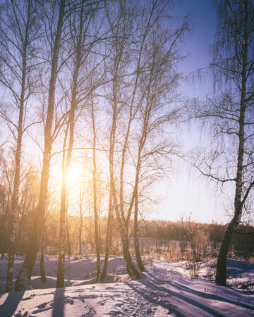 Sunset or sunrise in a birch grove with a winter snow on earth. Rows of birch trunks with the sun's rays passing through them. Vintage film aesthetic.の写真素材
