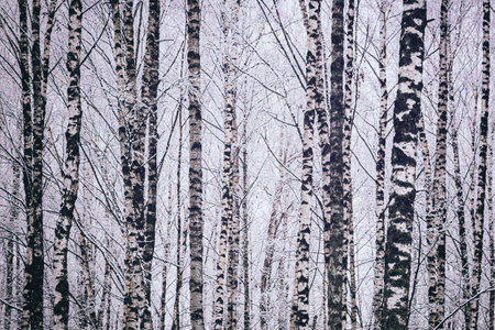 Birch grove after a snowfall on a winter cloudy day. Birch branches covered with stuck snow. Vintage film aesthetic.の写真素材