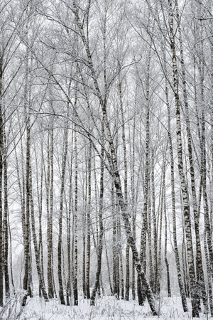 Birch grove after a snowfall on a winter cloudy day. Birch branches covered with stuck snow.の写真素材