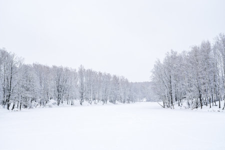 A birch grove after a snowfall on a winter cloudy day near a frozen lake. Birch branches are covered...