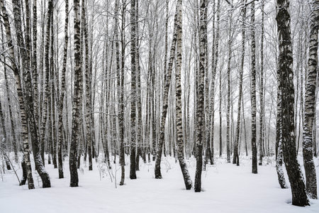 Birch grove after a snowfall on a winter cloudy day. Birch branches covered with stuck snow.の写真素材