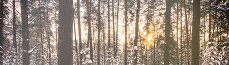 Sunset or sunrise in the winter pine forest covered with a snow. Sunbeams shining through the pine...
