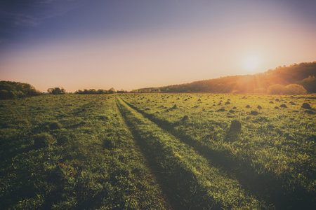 Sunset or sunrise in a spring field with green grass, willows and a clear sky. Springtime rural...