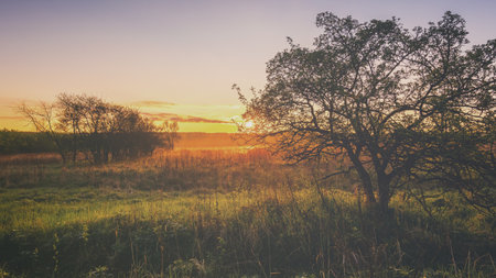 Sunrise in a spring field with green grass, lupine sprouts, fog on the horizon, trees on a foreground and clear bright sky. Springtime rural landscape.の写真素材