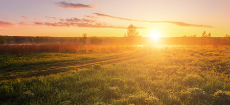 Sunrise in a spring field with green grass, lupine sprouts, fog on the horizon and clear bright sky. Springtime rural landscape. Vintage film aesthetic.の写真素材