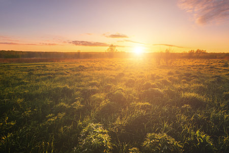 Sunrise in a spring field with green grass, lupine sprouts, fog on the horizon and clear bright sky. Springtime rural landscape. Vintage film aesthetic.の写真素材