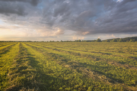 Sunset at cultivated land in the countryside on a spring evening with cloudy sky background. Procurement of food for animals. Combined field. Springtime rural landscape. Vintage film aesthetic.の写真素材