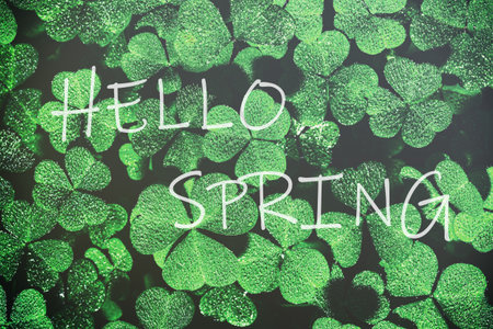 The words hello spring on the background of green clover or shamrock. Springtime greeting card. The concept of the beginning of spring.の写真素材