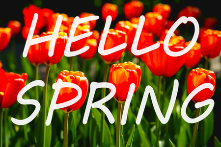 The words hello spring on the background of blooming tulips. Springtime greeting card. The concept of the beginning of spring.の写真素材