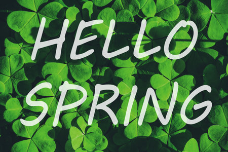 The words hello spring on the background of green clover or shamrock. Springtime greeting card. The...