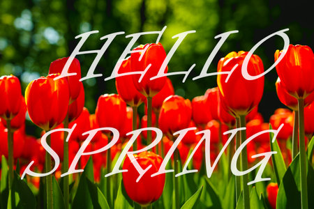 The words hello spring on the background of blooming tulips. Springtime greeting card. The concept of the beginning of spring.の写真素材