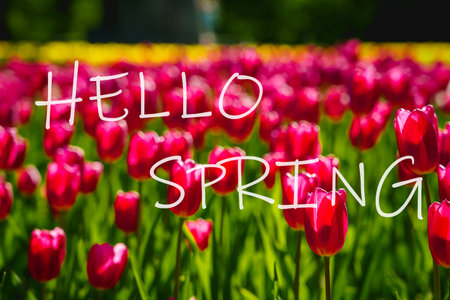 The words hello spring on the background of blooming tulips. Springtime greeting card. The concept of the beginning of spring.の写真素材