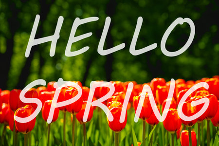 The words hello spring on the background of blooming tulips. Springtime greeting card. The concept of the beginning of spring.の写真素材