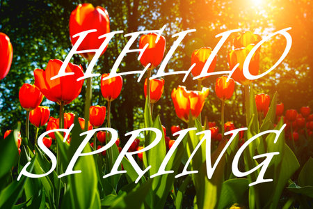 The words hello spring on the background of blooming tulips. Springtime greeting card. The concept of the beginning of spring.の写真素材
