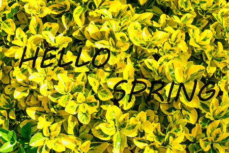The words hello spring on the background of yellow decorative plant leaves pattern. Springtime greeting card. The concept of the beginning of spring.の写真素材