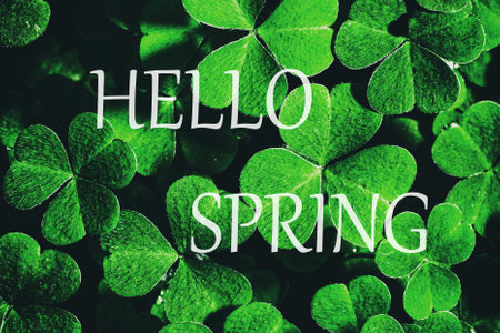 The words hello spring on the background of green clover or shamrock. Springtime greeting card. The concept of the beginning of spring.の写真素材