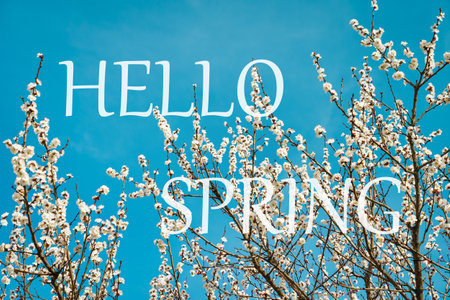 The words hello spring on the background of blooming cherry branches. Springtime greeting card. The...