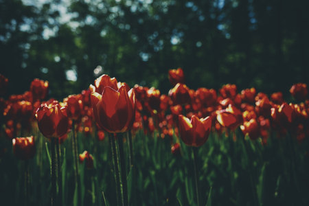 Red tulips lit by sunlight on a flower bed in the park in spring. Springtime flowers. Vintage film aesthetic. Landscaping.の写真素材