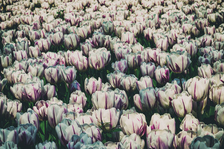 White tulips lit by sunlight on a flower bed in the park in spring. Landscaping. Vintage film aesthetic.の写真素材