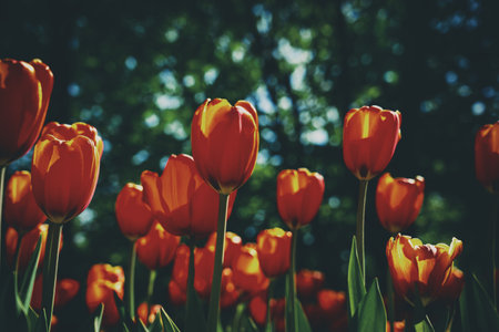 Red tulips lit by sunlight on a flower bed in the park in spring. Springtime flowers. Vintage film aesthetic. Landscaping.の写真素材