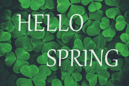 The words hello spring on the background of green clover or shamrock. Springtime greeting card. The concept of the beginning of spring.の写真素材
