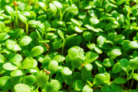 Fresh green broccoli sprouts close-up. Growing micro greens for a healthy diet. Vegan food.の写真素材