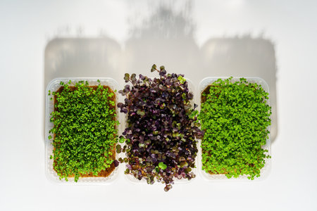 Fresh red radish and green broccoli sprouts in a container on a white tabletop. Growing micro greens for a healthy diet. Vegan food.の写真素材