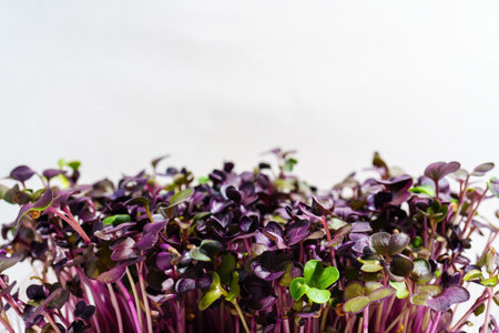 Fresh red radish sprouts close-up. Growing micro greens for a healthy diet. Vegan food.